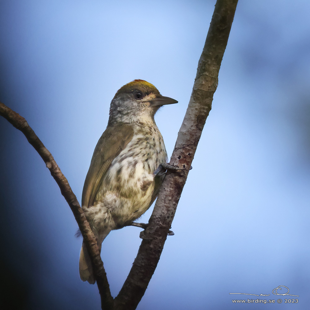 ANTILLEAN PICULET (Nesoctites micromegas) - Stng / Close